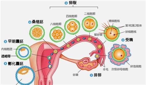 湛江捐卵微信