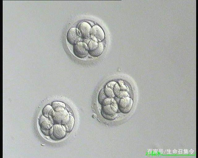 捐卵费用