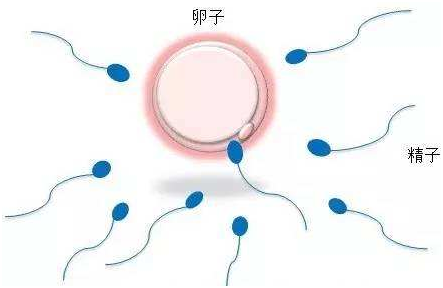 激素六项