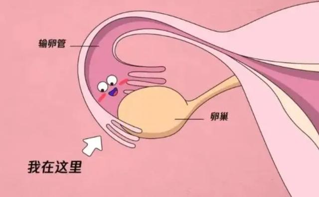 滨州捐卵志愿者补充