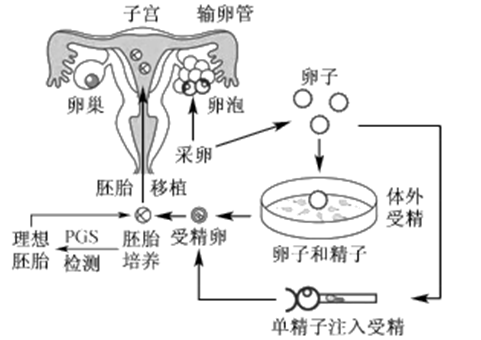 烟台捐卵咨询