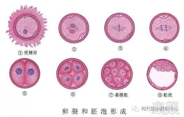 烟台捐卵费用
