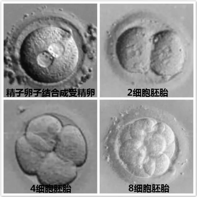 滁州是否有捐卵的医院