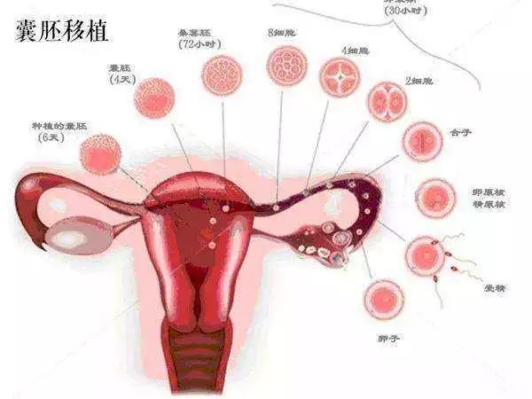 潮州试管代怀孕机构